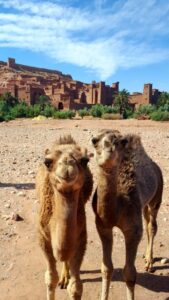 Tours in Morocco local experiences marrakech